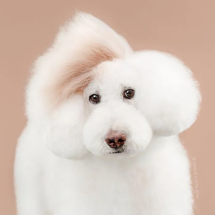 Siap-Siap Ke Salon Hewan Peliharaan Setelah Lihat 10 Gambar Anjing Unyu Ini. Duh Lucunya Mereka 34