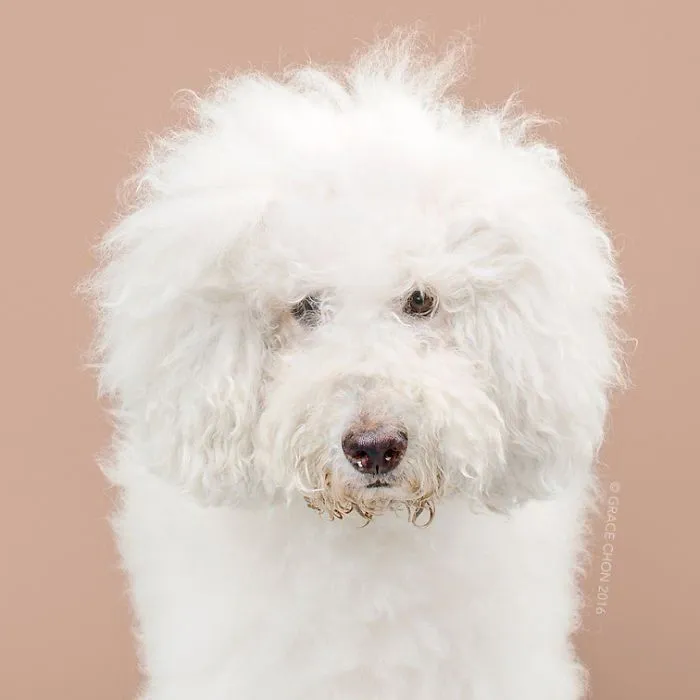 Siap-Siap Ke Salon Hewan Peliharaan Setelah Lihat 10 Gambar Anjing Unyu Ini. Duh Lucunya Mereka 33