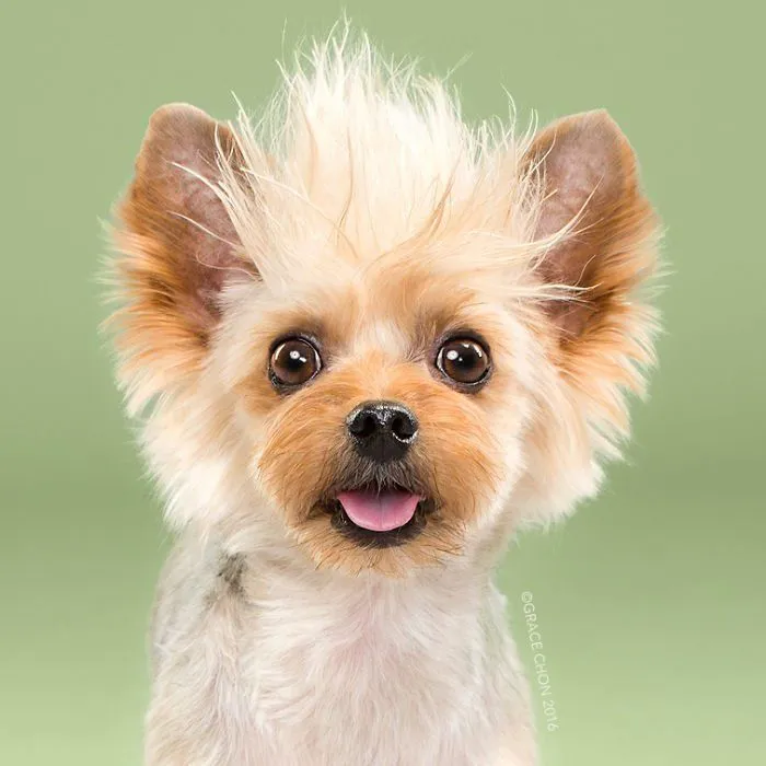 Siap-Siap Ke Salon Hewan Peliharaan Setelah Lihat 10 Gambar Anjing Unyu Ini. Duh Lucunya Mereka 28