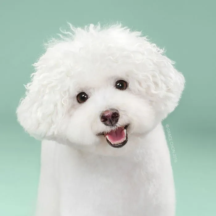 Siap-Siap Ke Salon Hewan Peliharaan Setelah Lihat 10 Gambar Anjing Unyu Ini. Duh Lucunya Mereka 24