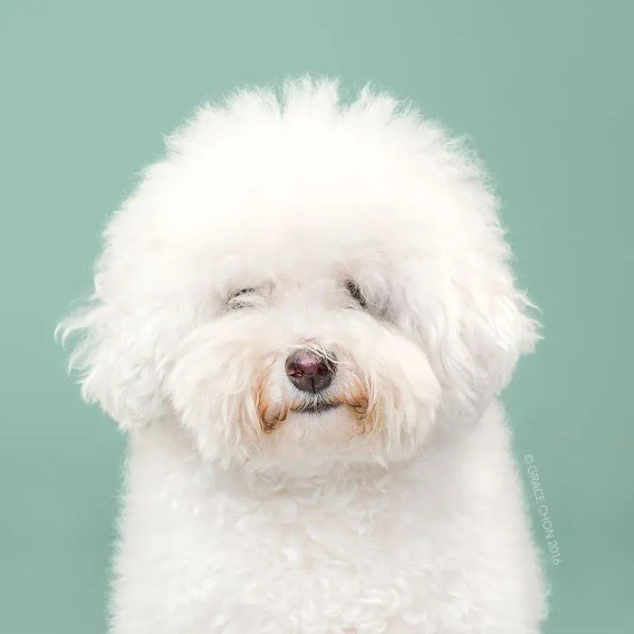 Siap-Siap Ke Salon Hewan Peliharaan Setelah Lihat 10 Gambar Anjing Unyu Ini. Duh Lucunya Mereka 23