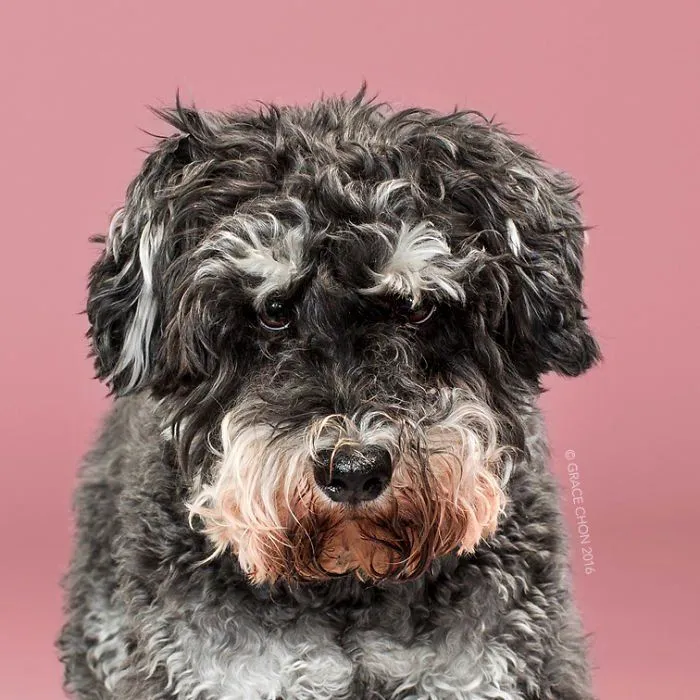 Siap-Siap Ke Salon Hewan Peliharaan Setelah Lihat 10 Gambar Anjing Unyu Ini. Duh Lucunya Mereka 25