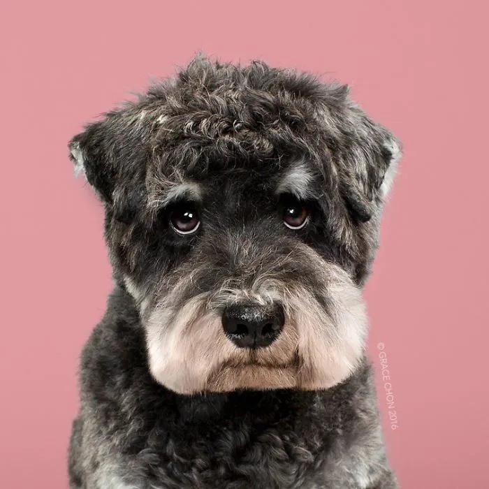 Siap-Siap Ke Salon Hewan Peliharaan Setelah Lihat 10 Gambar Anjing Unyu Ini. Duh Lucunya Mereka 26
