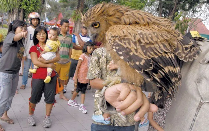 Burung Hantu yang Hidup Malam Hari Dipaksa Kerja di Siang Hari. Percayalah, Ini Menyiksa Mereka! 8