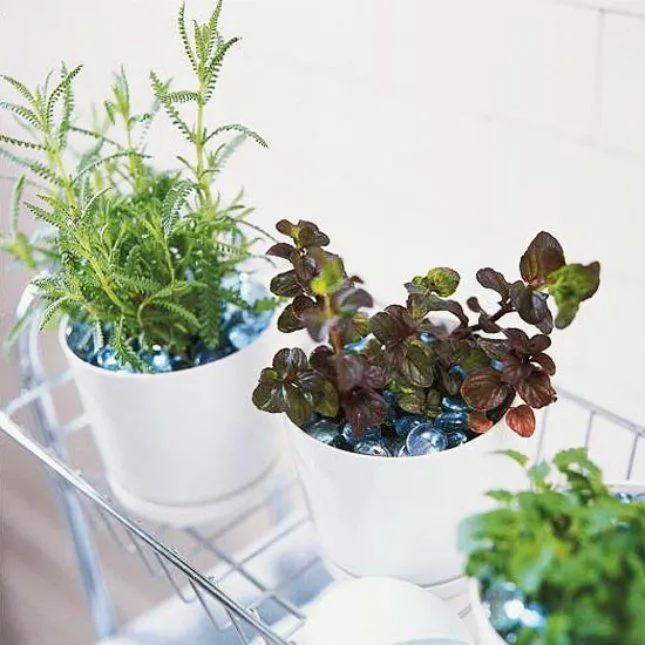 Jadikan Rumah atau Kamar Kost-mu Layaknya Surga Dengan 16 Ide Kebun Rempah Mini Ini 32