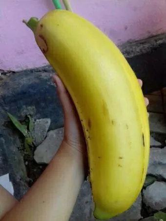 Udah Pernah Liat Pisang Raksasa dari Papua Belum? Yakin Deh Pisangmu Bakal Kalah Gede! 8