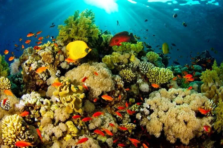 7 Destinasi Wisata di Indonesia yang Terancam Rusak. Ayo Bergerak Selamatkan Keindahan yang Tersisa! 11