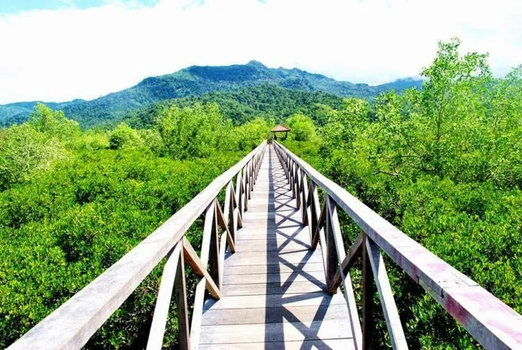 Ini Nih 10 Hutan Mangrove untuk Foto Prewedding yang Cantik. Dijamin Hasilnya Lebih Ciamik! 15