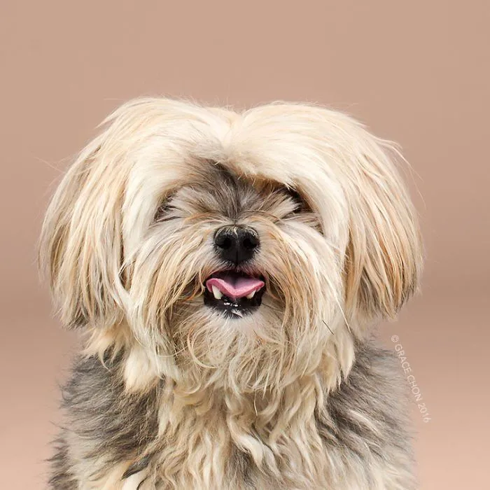 Siap-Siap Ke Salon Hewan Peliharaan Setelah Lihat 10 Gambar Anjing Unyu Ini. Duh Lucunya Mereka 21