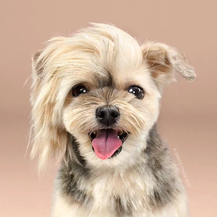 Siap-Siap Ke Salon Hewan Peliharaan Setelah Lihat 10 Gambar Anjing Unyu Ini. Duh Lucunya Mereka 22