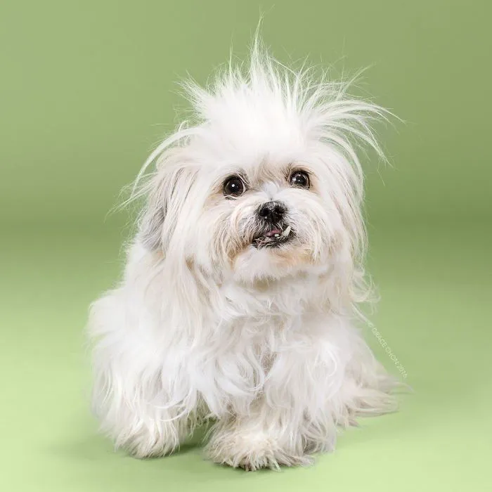 Siap-Siap Ke Salon Hewan Peliharaan Setelah Lihat 10 Gambar Anjing Unyu Ini. Duh Lucunya Mereka 31