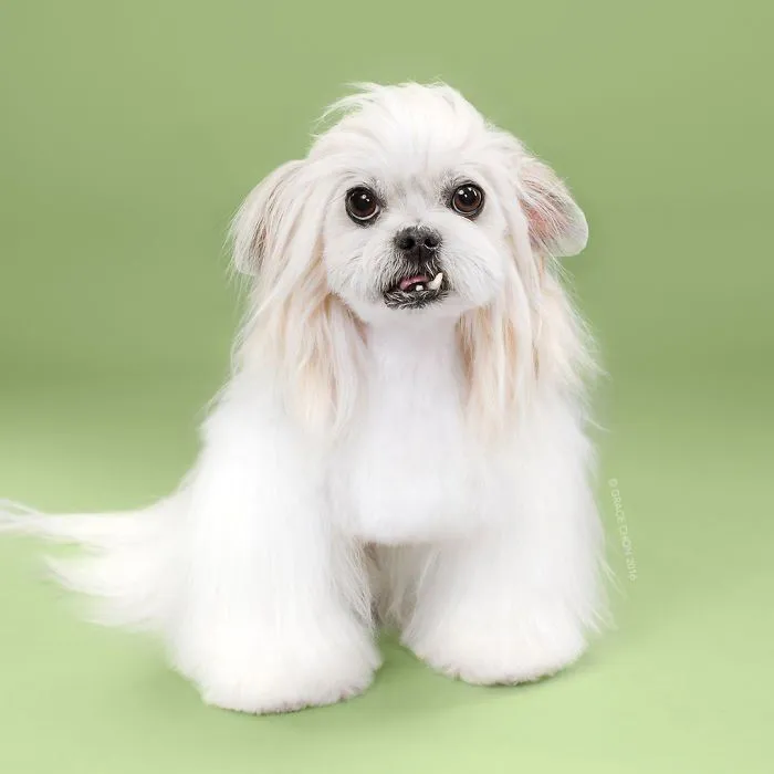Siap-Siap Ke Salon Hewan Peliharaan Setelah Lihat 10 Gambar Anjing Unyu Ini. Duh Lucunya Mereka 32