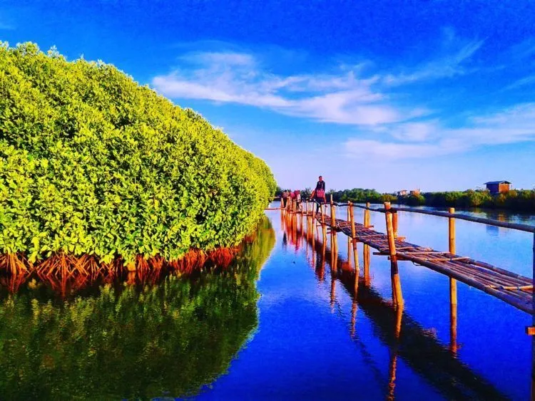 Ini Nih 10 Hutan Mangrove untuk Foto Prewedding yang Cantik. Dijamin Hasilnya Lebih Ciamik! 13