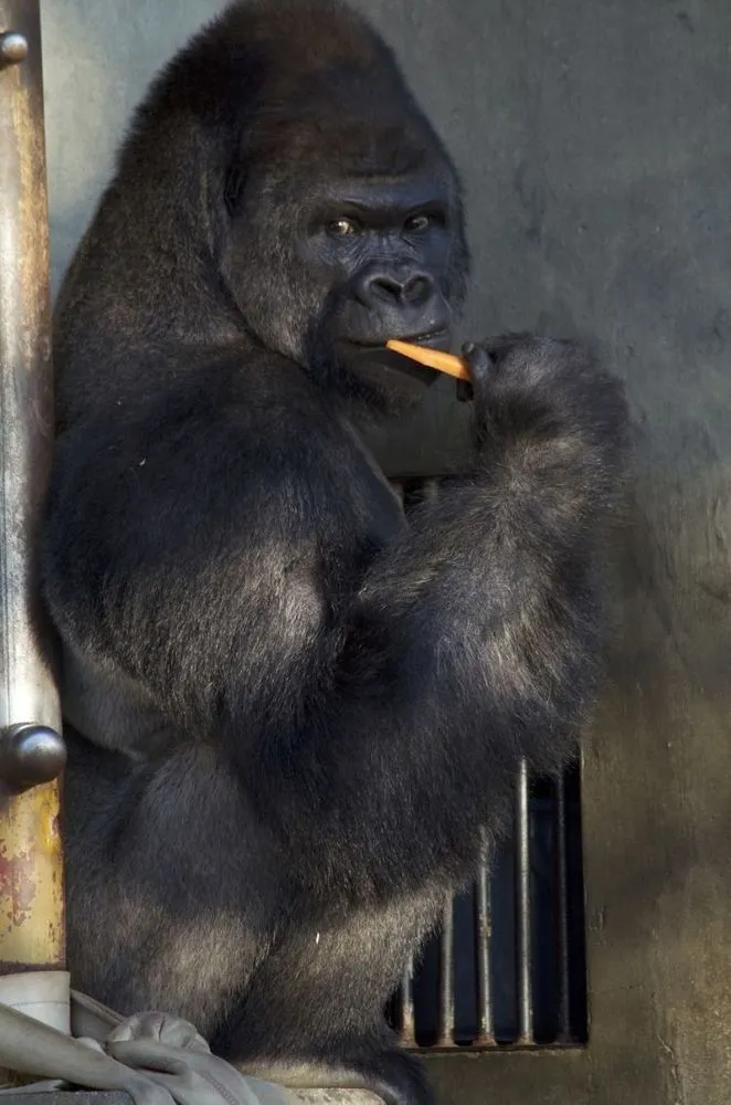 Shabani, Si Gorila Ganteng yang Bikin Gadis Jepang Tergila-Gila. Pamor Kamu Bisa Kalah Sama Dia! 8