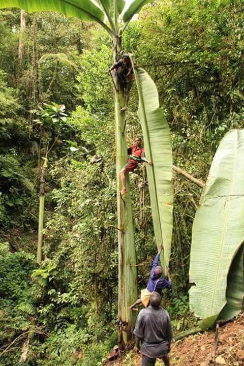 Udah Pernah Liat Pisang Raksasa dari Papua Belum? Yakin Deh Pisangmu Bakal Kalah Gede! 9