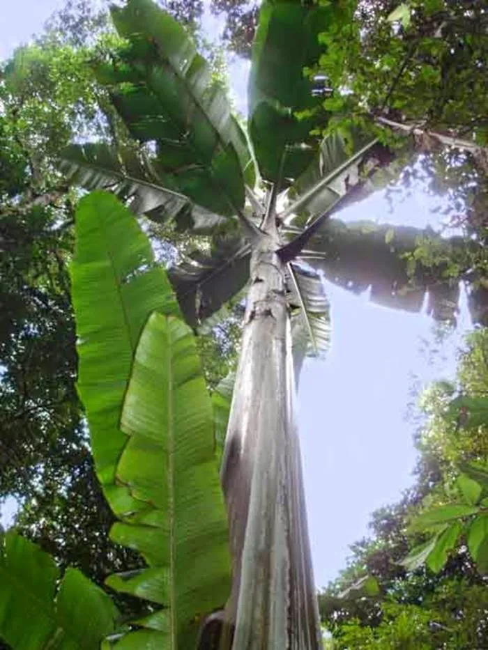 Udah Pernah Liat Pisang Raksasa dari Papua Belum? Yakin Deh Pisangmu Bakal Kalah Gede! 6