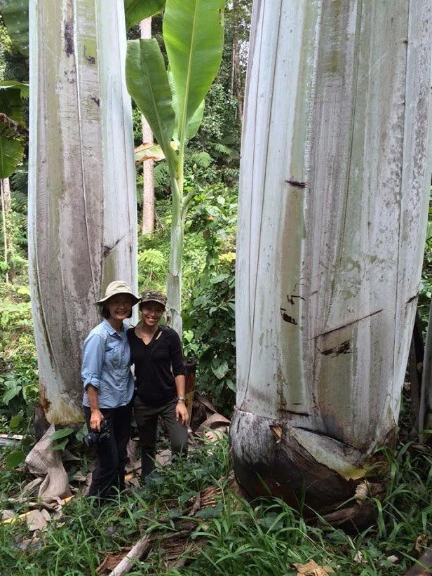 Udah Pernah Liat Pisang Raksasa dari Papua Belum? Yakin Deh Pisangmu Bakal Kalah Gede! 7