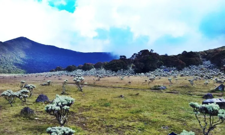 Per 1 Agustus, Gunung Gede-Pangrango Tertutup Bagi Pendaki. Nggak Bisa 17an di Sana Tahun Ini! 9