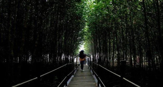Ini Nih 10 Hutan Mangrove untuk Foto Prewedding yang Cantik. Dijamin Hasilnya Lebih Ciamik! 19
