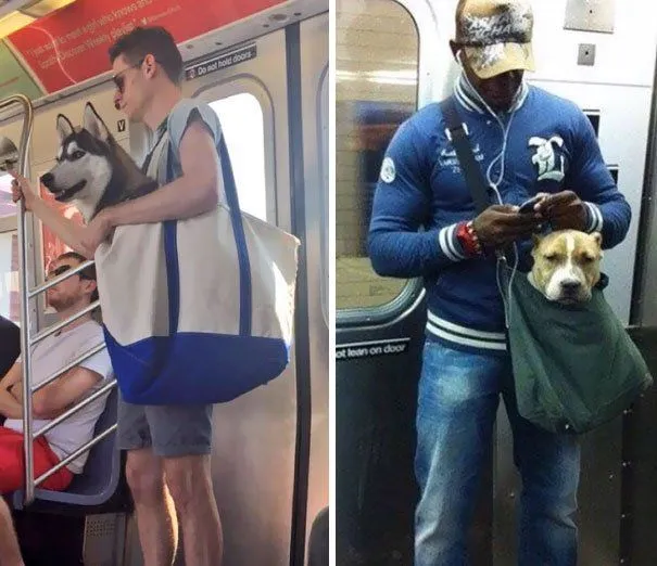 10 Foto yang Menunjukkan Manusia Bisa Lebih Bersahabat dengan Anjing daripada Sesamanya 12