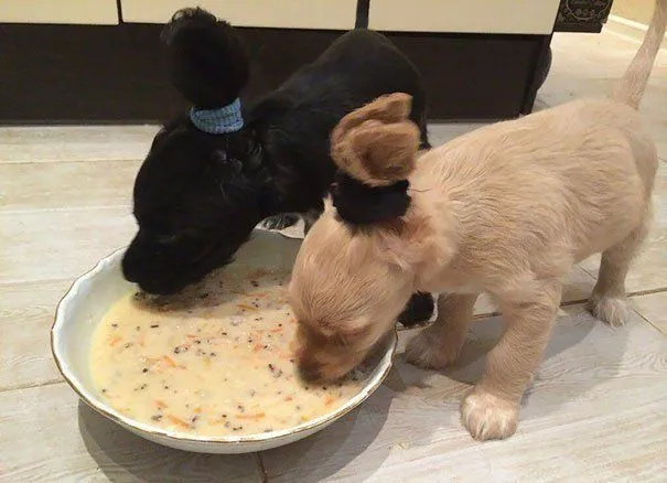 10 Foto yang Menunjukkan Manusia Bisa Lebih Bersahabat dengan Anjing daripada Sesamanya 14