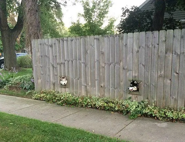10 Foto yang Menunjukkan Manusia Bisa Lebih Bersahabat dengan Anjing daripada Sesamanya 15