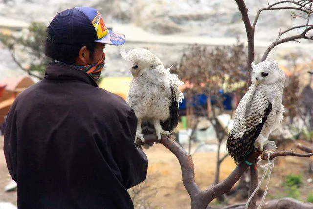 Burung Hantu yang Hidup Malam Hari Dipaksa Kerja di Siang Hari. Percayalah, Ini Menyiksa Mereka! 9