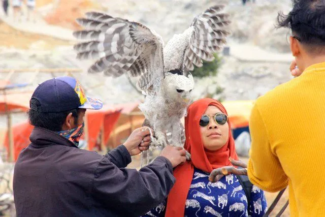 Burung Hantu yang Hidup Malam Hari Dipaksa Kerja di Siang Hari. Percayalah, Ini Menyiksa Mereka! 7