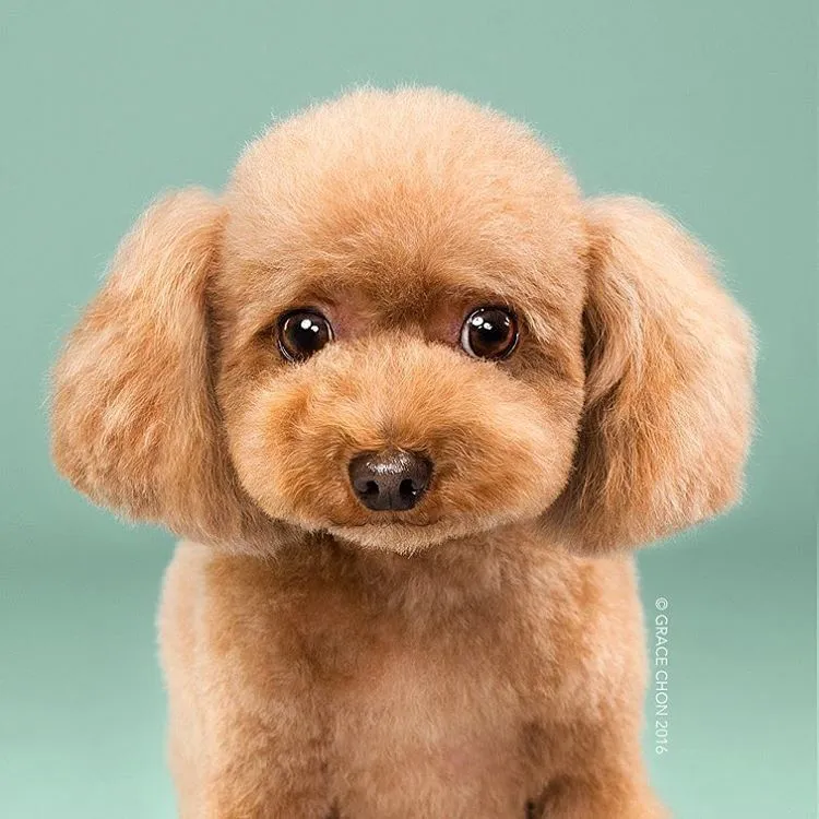 Siap-Siap Ke Salon Hewan Peliharaan Setelah Lihat 10 Gambar Anjing Unyu Ini. Duh Lucunya Mereka 20
