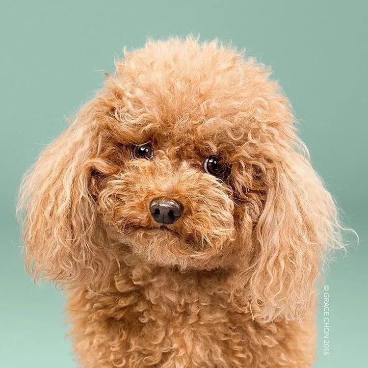 Siap-Siap Ke Salon Hewan Peliharaan Setelah Lihat 10 Gambar Anjing Unyu Ini. Duh Lucunya Mereka 19