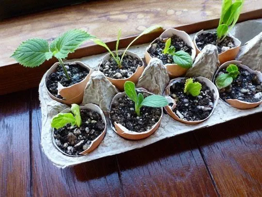 Jadikan Rumah atau Kamar Kost-mu Layaknya Surga Dengan 16 Ide Kebun Rempah Mini Ini 30