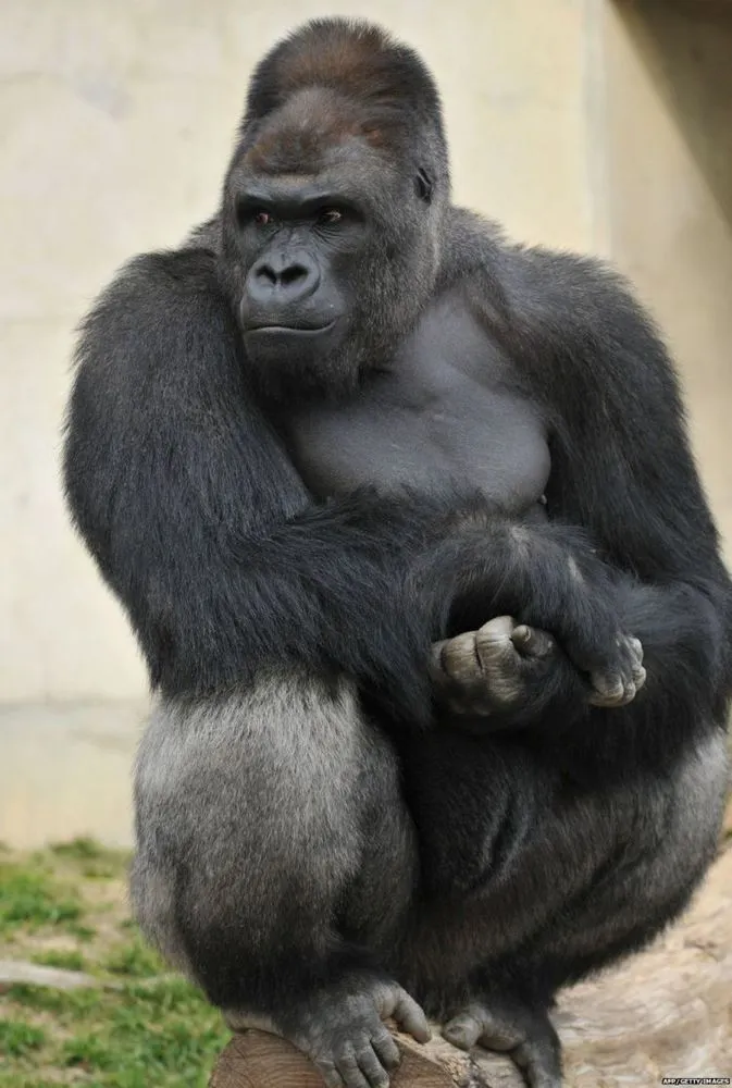 Shabani, Si Gorila Ganteng yang Bikin Gadis Jepang Tergila-Gila. Pamor Kamu Bisa Kalah Sama Dia! 7