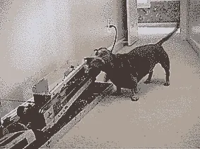 10 Foto yang Menunjukkan Manusia Bisa Lebih Bersahabat dengan Anjing daripada Sesamanya 17