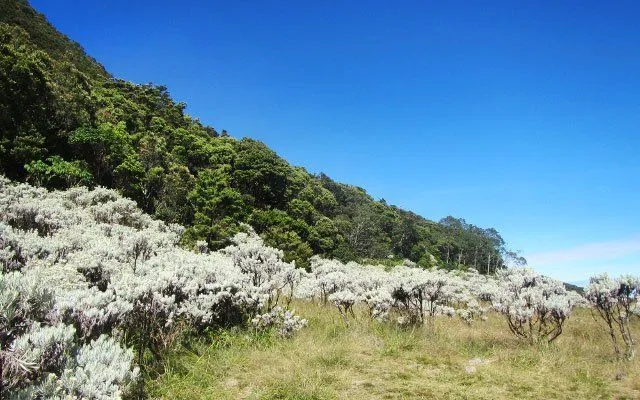 Per 1 Agustus, Gunung Gede-Pangrango Tertutup Bagi Pendaki. Nggak Bisa 17an di Sana Tahun Ini! 12