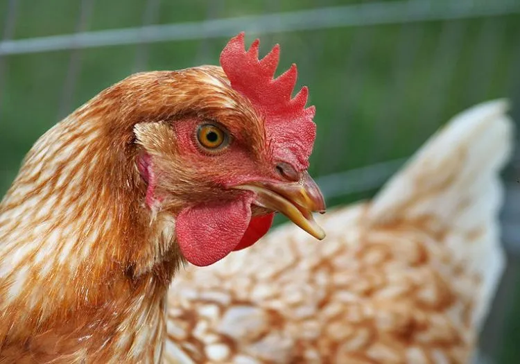 13 Jenis Phobia Ini Perlu Kamu Tahu. Jangan-jangan, Kamu Salah Satu Pengidapnya 27