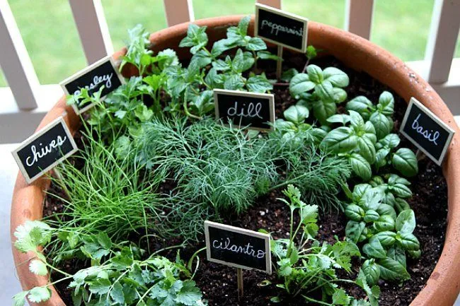 Jadikan Rumah atau Kamar Kost-mu Layaknya Surga Dengan 16 Ide Kebun Rempah Mini Ini 26
