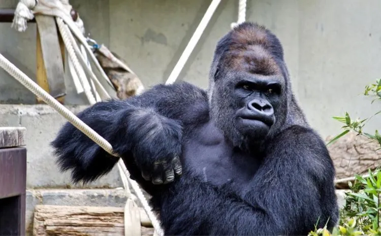 Shabani, Si Gorila Ganteng yang Bikin Gadis Jepang Tergila-Gila. Pamor Kamu Bisa Kalah Sama Dia! 9