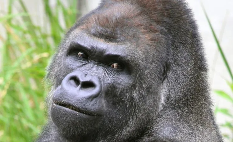 Shabani, Si Gorila Ganteng yang Bikin Gadis Jepang Tergila-Gila. Pamor Kamu Bisa Kalah Sama Dia! 6