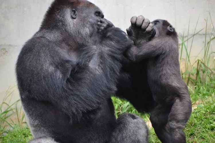 Shabani, Si Gorila Ganteng yang Bikin Gadis Jepang Tergila-Gila. Pamor Kamu Bisa Kalah Sama Dia! 10
