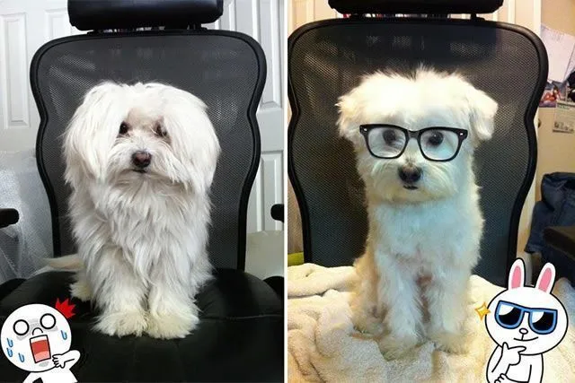 Siap-Siap Ke Salon Hewan Peliharaan Setelah Lihat 10 Gambar Anjing Unyu Ini. Duh Lucunya Mereka 29