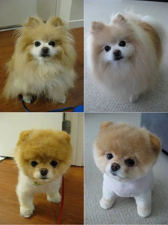Siap-Siap Ke Salon Hewan Peliharaan Setelah Lihat 10 Gambar Anjing Unyu Ini. Duh Lucunya Mereka 30