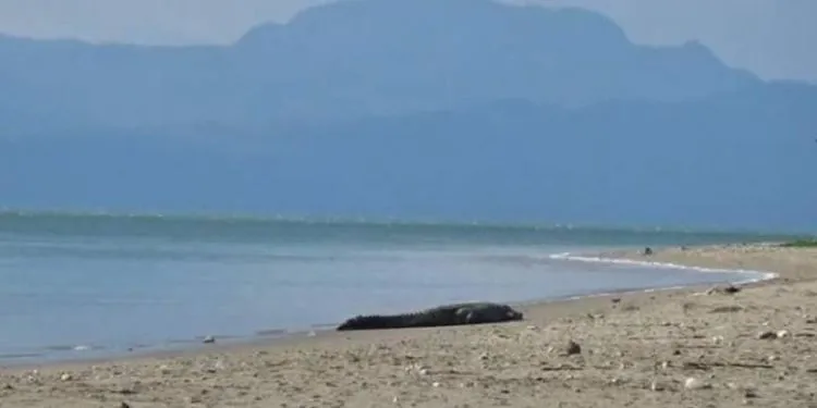 Lomba Tangkap Buaya NTT Bikin Heboh, Turis Asing Aja Pengen Ikutan! Sadis Bener... 9