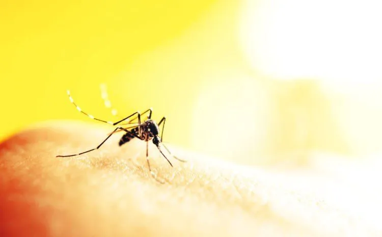 Bagi Kamu yang Liburan ke Singapura, Hati-hati ya. Jangan Sampai Pulang Bawa Virus Zika! 6