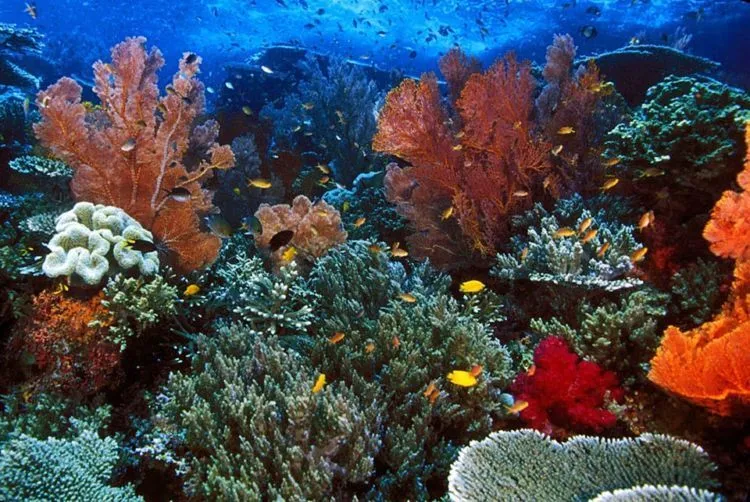 Terumbu Karang Raja Ampat yang Rusak Tak Cuma 1.600 Tapi 13.533 Meter Persegi. Gila, Berapa Lama Pulihnya? 8