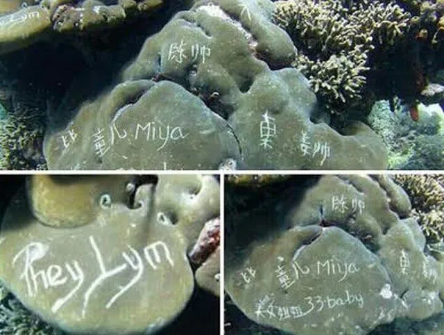 Laut Dirusak, Terumbu Karang Dikoyak-koyak. Ini Kenapa Ya Turis-Turis Kok Perilakunya Begitu Norak! 7