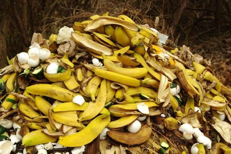 Bisa Bikin Awet Muda Sampai Memutihkan Gigi, Inilah 8 Khasiat Lain dari Kulit Pisang 15