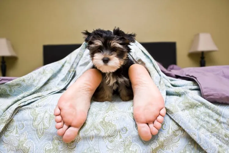 7 Kebiasaan Buruk Sebelum Tidur yang Harus Dihindari. Tubuhmu yang Merugi 14