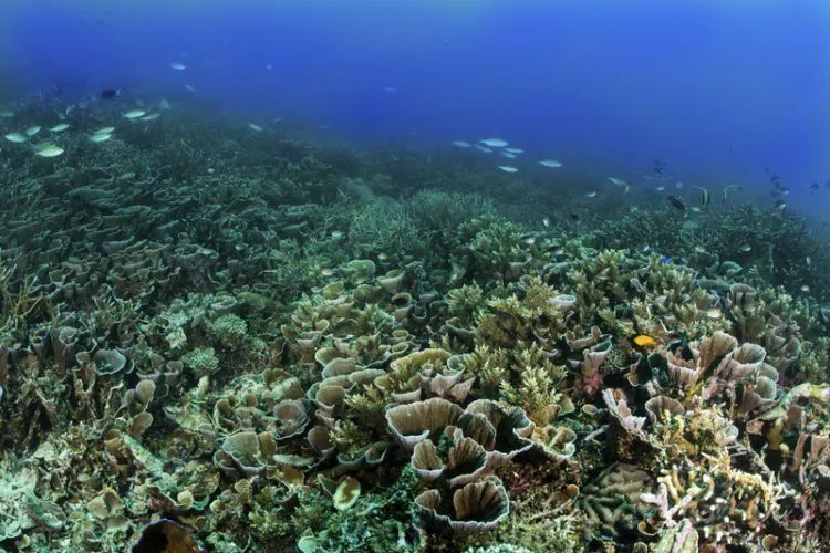 Laut Dirusak, Terumbu Karang Dikoyak-koyak. Ini Kenapa Ya Turis-Turis Kok Perilakunya Begitu Norak! 11