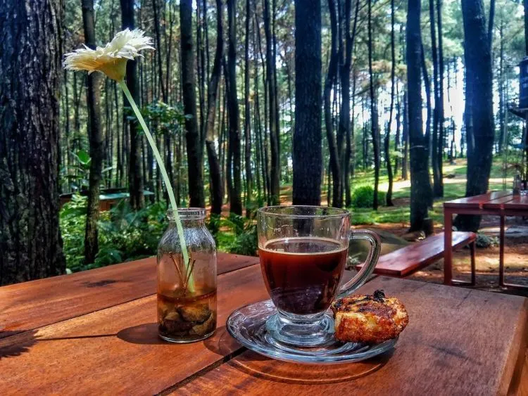 Wisata Alam Gunung Pancar, Hutan Pinus yang Asyik dan Bisa Dikunjungi Bersama Keluarga, Teman Atau Pacar 9