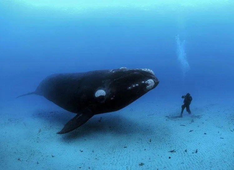 Foto-Foto ini Jadi Bukti bahwa Laut itu Penuh Misteri, Jangan Dilihat kalau Nggak Pengen Jiper Main ke Laut Lagi 23